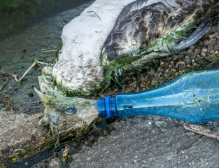 A dead seagull or bird at the edge of water with the beak in a plastic bottle. Plastic pollution concept.