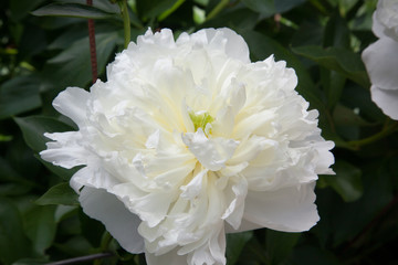 White Flower in the sunshine