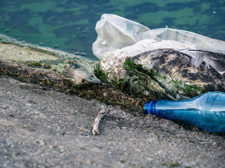 A dead seagull or bird at the edge of the water next to plastic bottles (PET). Plastic pollution...