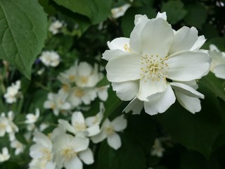 Beautiful white jasmine flowers spring time garden daylight close up wallpaper background