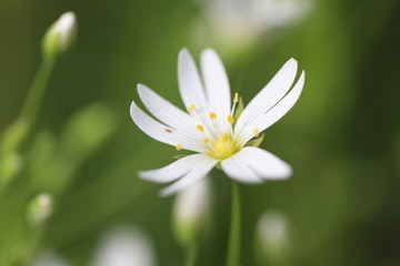 White starlet flowers on green background