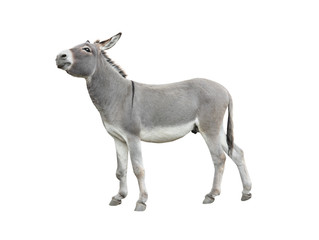 Dreaming donkey isolated on white background.