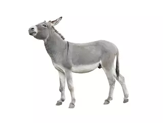 Foto op Plexiglas Dromende ezel die op witte achtergrond wordt geïsoleerd. © fotomaster
