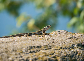 The sand lizard also known as Lacerta agilis sitting on a rock. Close up with a lizard on blurred background.