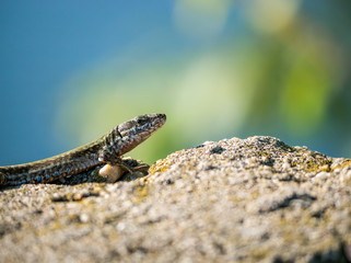 The sand lizard also known as Lacerta agilis sitting on a rock. Close up with a lizard on blurred background.