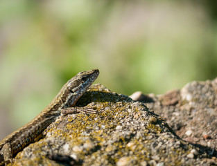 The sand lizard also known as Lacerta agilis sitting on a rock. Close up with a lizard on blurred background.