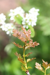 Young oak leaves with green and red hues