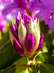 Spring and magnolia.
Spring delights us not only with warm weather, but also with beautiful flowers.