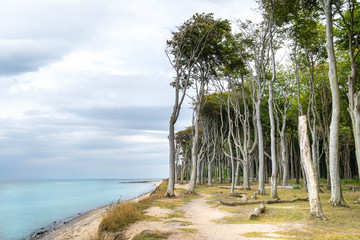  beach with trees at a gloudy day - baltic sea near rostock