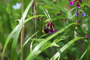 Bumblebee flying around lilac and blue flowers