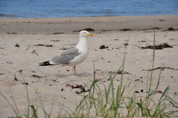 Möwe am Strand