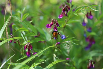 Bumblebee flying around lilac and blue flowers