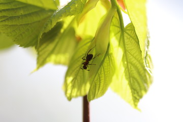 Young linden leaves with an ant running over them