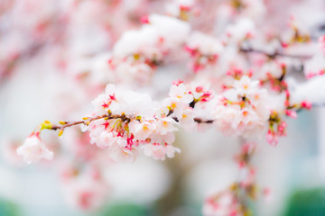桜隠し　雪桜　桜