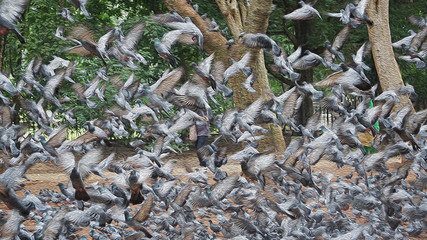 A flock of flying birds in the park at Cubbon park, Bangalore, India.  (Oil Painting Version) 