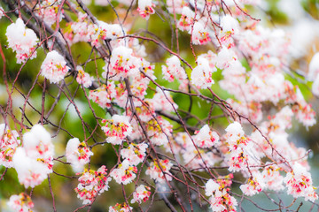 桜隠し　雪桜　桜