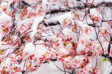 桜隠し　雪桜　桜