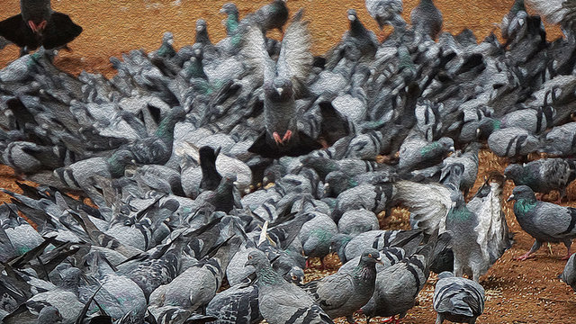 The flock of pigeons at Cubbon Park, Bangalore, India.(Oil Painting Version)