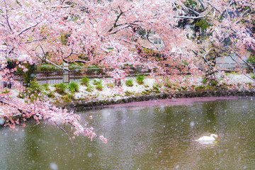 桜隠し　雪桜　白鳥