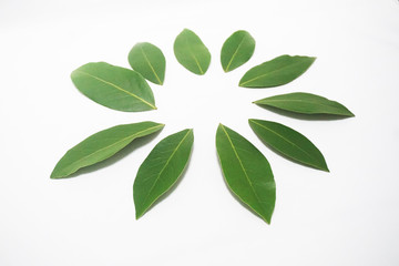 Fototapeta na wymiar 円形に並べられた乾燥前の生の月桂樹（ローレル）の葉
