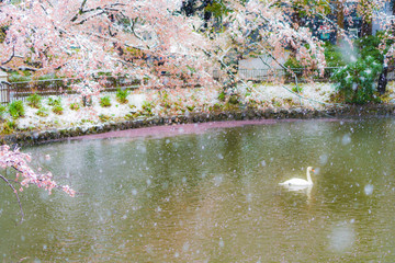 桜隠し　雪桜　白鳥