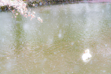 桜隠し　雪桜　白鳥