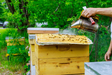 Beekeeping beekeeper treats the hives with smoke before checking the condition of the bee family
