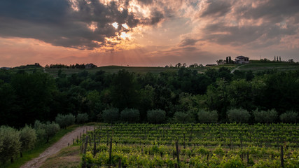 Obraz premium Spring stormy sunset in the vineyards of Collio Friulano, Friuli-Venezia Giulia, Italy