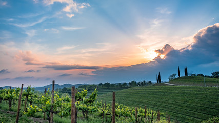 Fototapeta na wymiar Spring stormy sunset in the vineyards of Collio Friulano, Friuli-Venezia Giulia, Italy