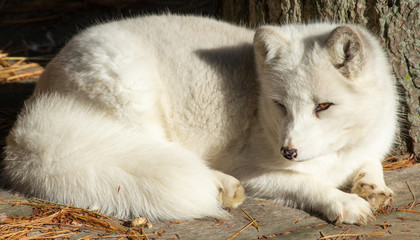 Fototapeta premium Arctic Fox Closeup