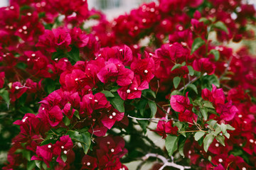 Flowers found on the beach of Miami Beach boardwalk Crepe Myrtle Plants