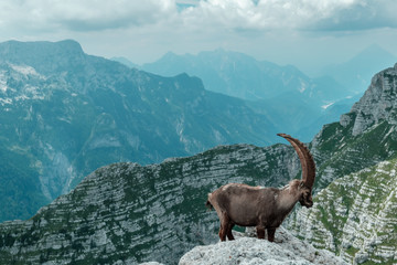 Steinbocks in the Julian alps