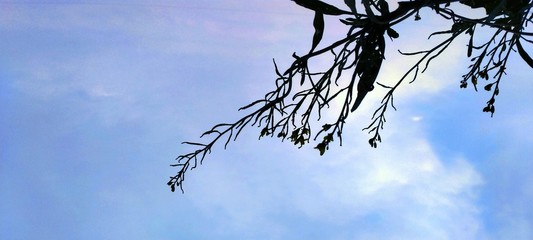 branches of a tree in the sky