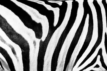 Zebra skin texture.Black and white stripes.