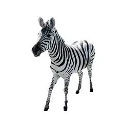 Poster Wild african animal zebra on white isolated background. © Юлия Усикова