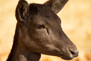 Brown Deer Portrait