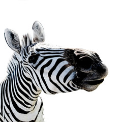 Funny zebra face close up on white isolated background.