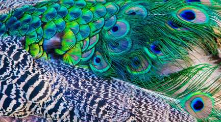 Green peacock feathers, beautiful background,banner.