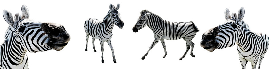 Zebras White Isolated Background Wild Animals Cut Out © Юлия Усикова