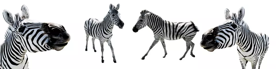 Foto op Canvas Zebras White Isolated Background Wild Animals Cut Out © Юлия Усикова