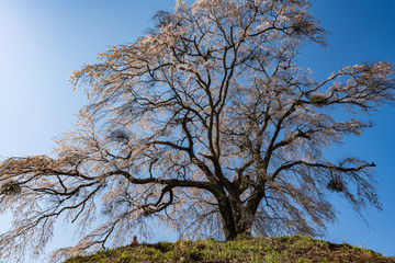 Fototapeta premium 上発知のしだれ桜 満開