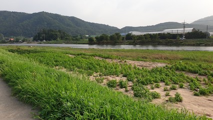 Fototapeta na wymiar Riverside in the Korean countryside