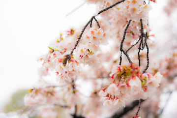 桜隠し　雪桜　桜