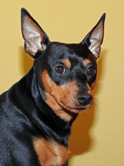 a miniature pinscher dog named Carlos who lives in the city of Białystok in Podlasie in Poland