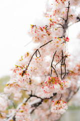桜隠し　雪桜　桜