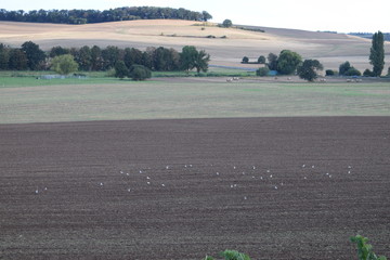 Vögel besetzen frisch gepflügtes Feld bei Sonnenuntergang in gesiterhaftem Licht
