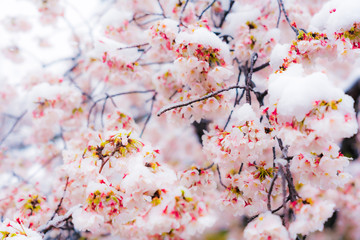 桜隠し　雪桜　桜