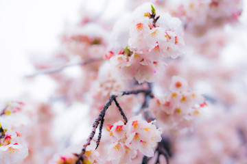 桜隠し　雪桜　桜