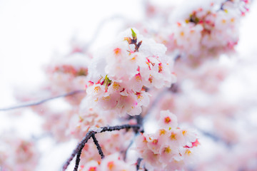 桜隠し　雪桜　桜