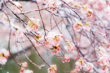 桜隠し　雪桜　桜